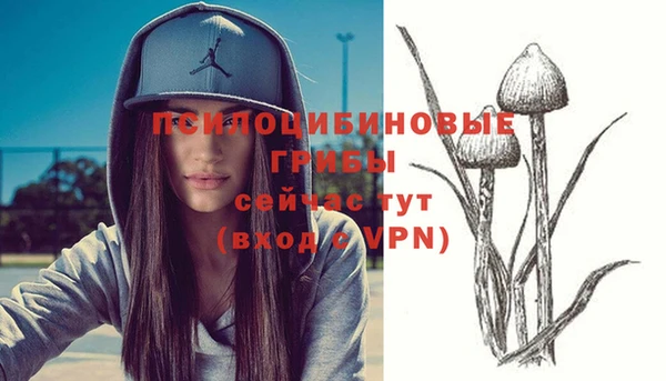 шишки Аркадак