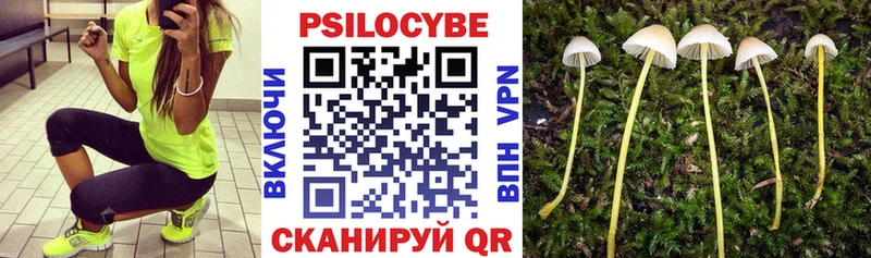 дарнет шоп  Сясьстрой  Галлюциногенные грибы Psilocybe 